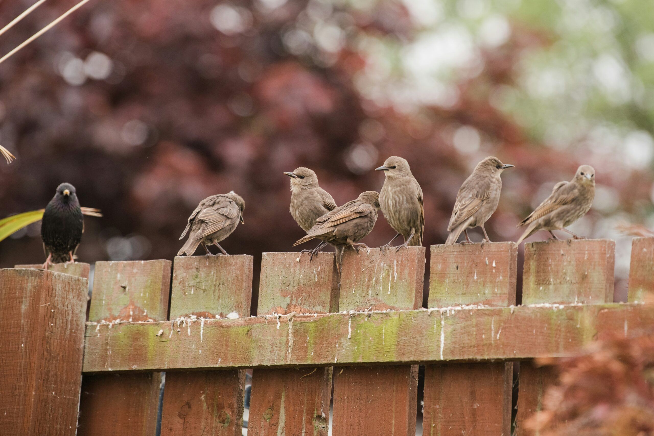 European Starlings