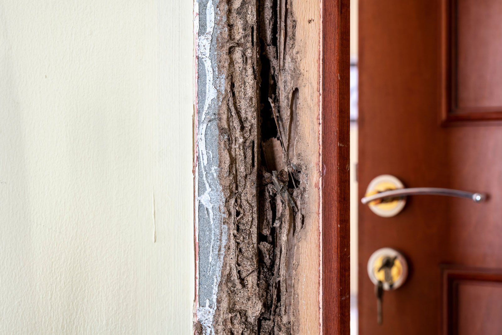 Termite Treatment in California
