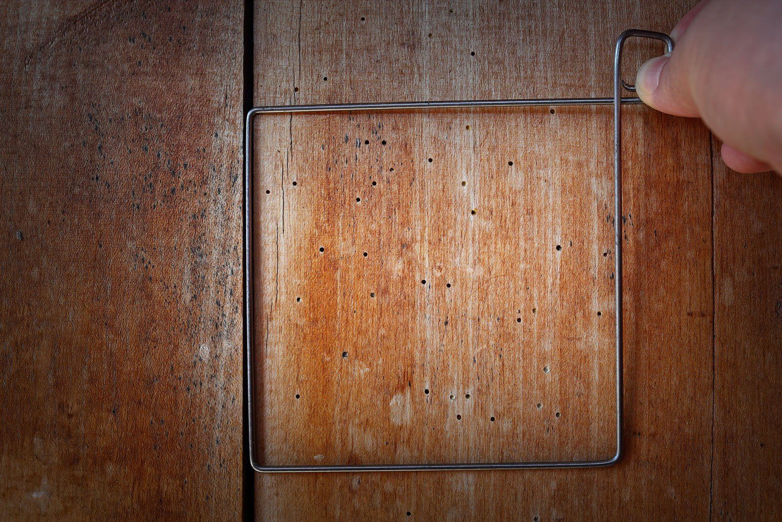 Wood Destroying Organisms