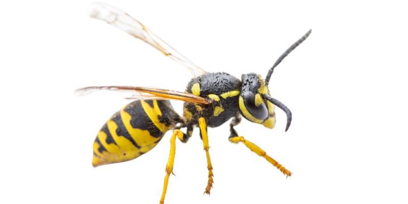 Protecting Your Home and Family from Yellowjackets with Eco-Friendly Methods